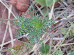 Tagetes subulata