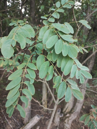 black locust