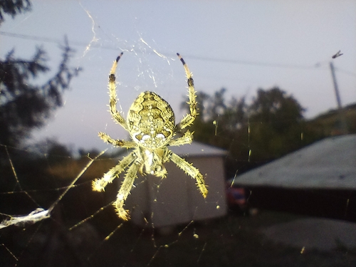 Cross Orbweaver