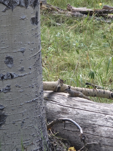 Gray-collared Chipmunk observed by jaxwel