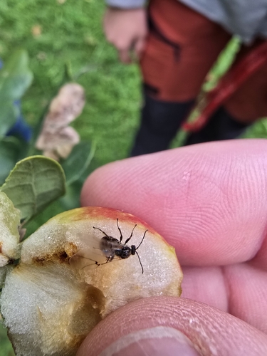 Cherry Gall Wasp