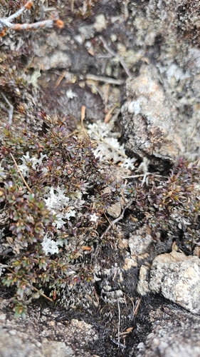 Pentachondra pumila, photograph 3