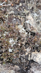 Pentachondra pumila, photograph author not stated, no rights reserved