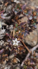 Pentachondra pumila, photograph author not stated, no rights reserved