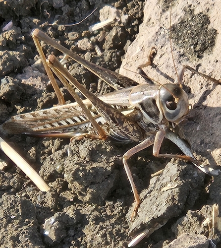 White-faced Bush-cricket