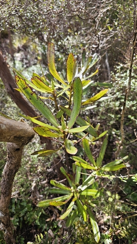 Myrsine salicina, photograph 6