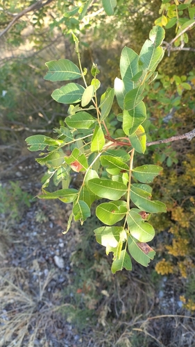 terebinth