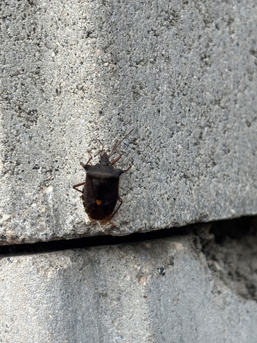 Forest Bug