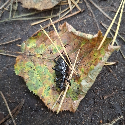 Carabus hortensis