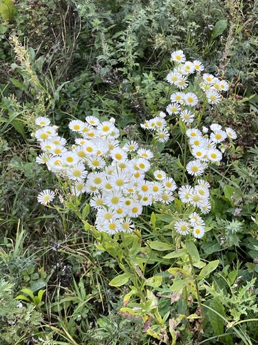 annual fleabane