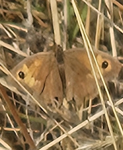 Meadow Brown