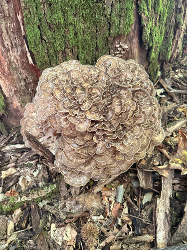 hen of the woods