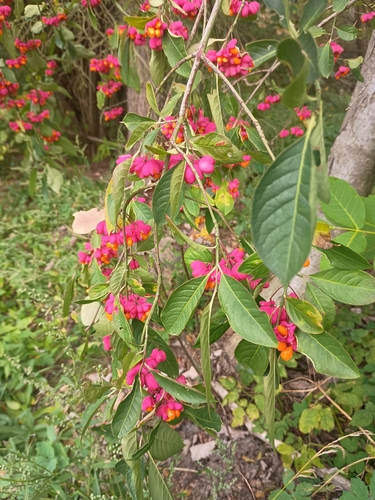 Spindle