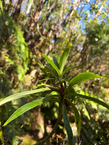 Dubautia raillardioides observed 2026-08-22
