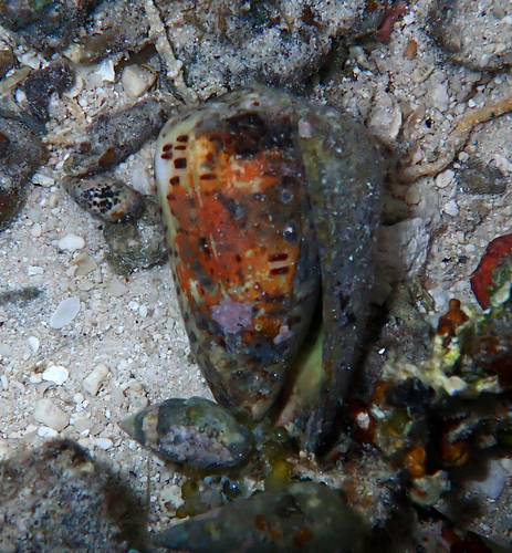 Conus pulicarius observed 2026-09-19
