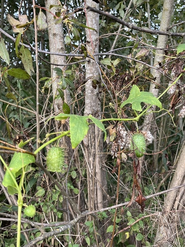 prickly cucumber