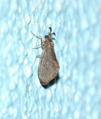 Cryptothelea gloverii