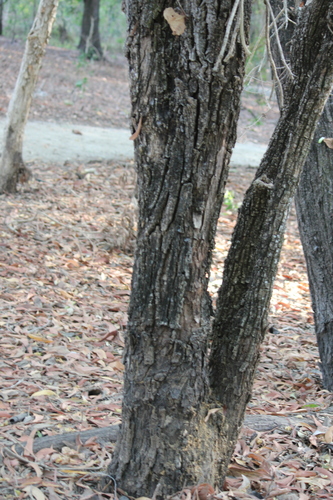 Planchonia careya, photograph 2