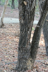 (c) Stella Fish, some rights reserved (CC BY) Planchonia careya, photograph (c) Stella Fish, some rights reserved (CC BY)