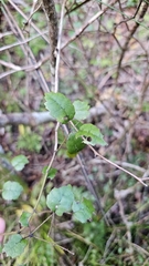 Rubus australis