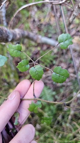 Rubus australis, photograph 2