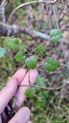 Rubus australis, photograph author not stated, no rights reserved