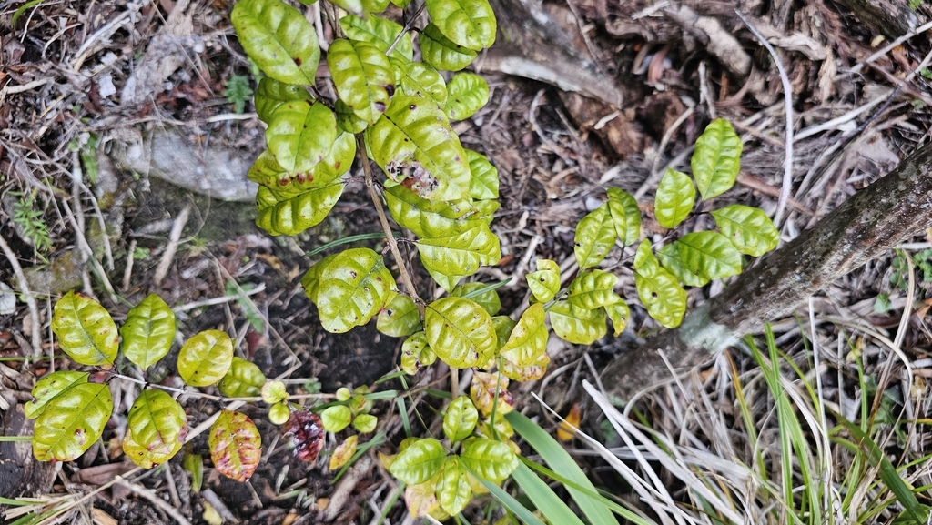 Lophomyrtus bullata; photograph author not stated, no rights reserved
