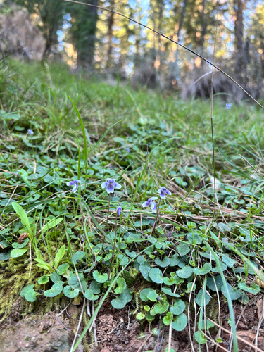 Ivy Leaved Violet
