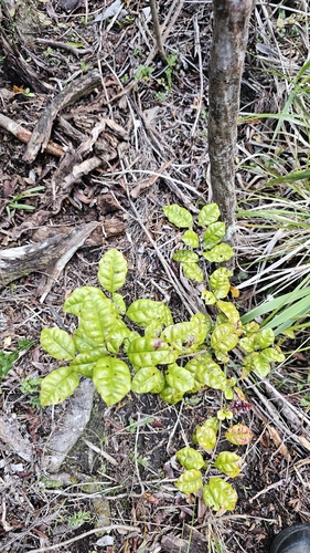 Lophomyrtus bullata, photograph 2