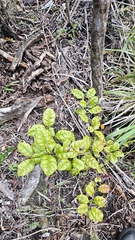author not stated, no rights reserved Lophomyrtus bullata, photograph author not stated, no rights reserved