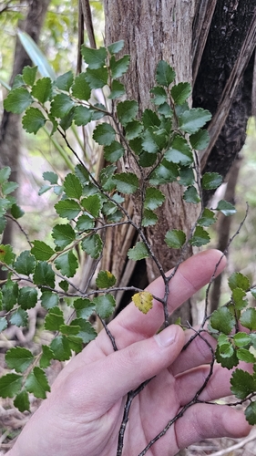 Nothofagus menziesii