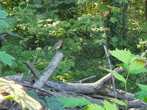 European Robin
