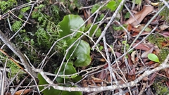 Hymenophyllum nephrophyllum, photograph author not stated, no rights reserved