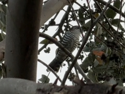 Shining Bronze Cuckoo