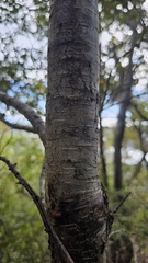 Nothofagus menziesii, photograph author not stated, no rights reserved