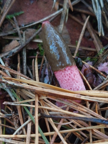 red stinkhorn