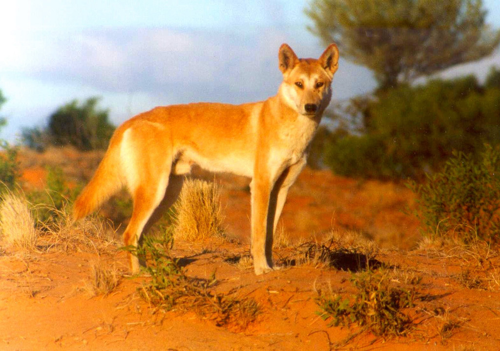 Australian dingo (Canis lupus dingo) - JungleDragon