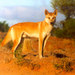 Dingo - Photo (c) huntersaurus, some rights reserved (CC BY-NC-ND)