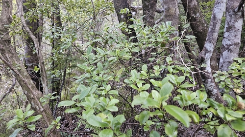 Ascarina lucida, photograph 6