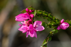 Boronia serrulata