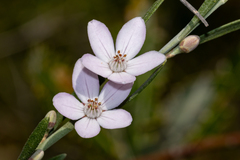 Eriostemon australasius, photograph (c) dhfischer, some rights reserved (CC BY)