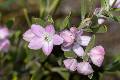 Eriostemon australasius, photograph 2