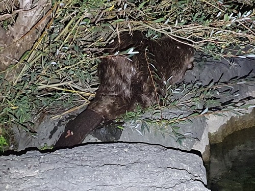 Eurasian Beaver