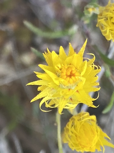 orange immortelle