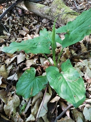 Arum cylindraceum