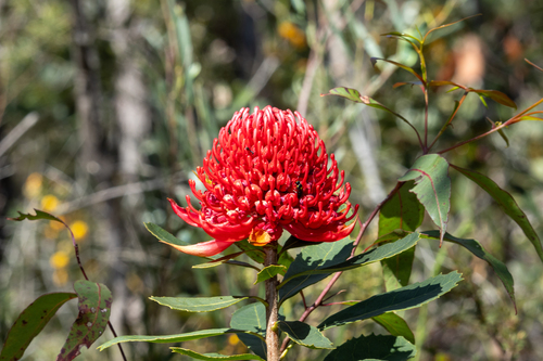 Telopea speciosissima, photograph 2