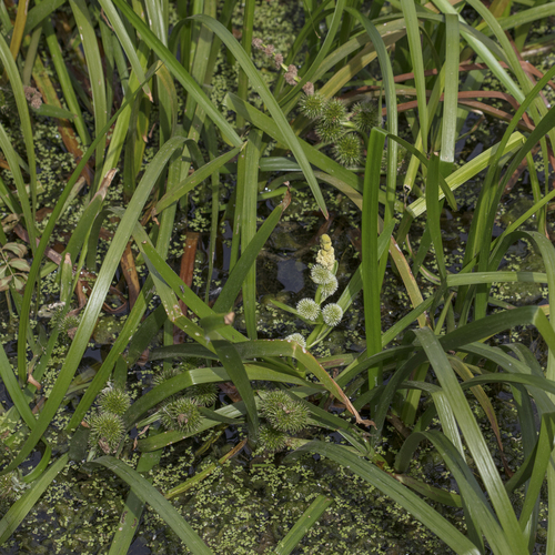 Sparganium emersum, photograph 2