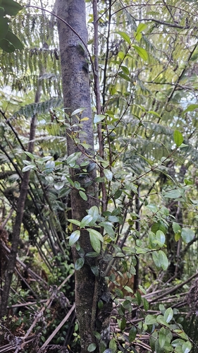 Metrosideros fulgens, photograph 3
