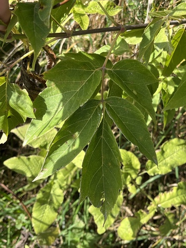 box elder
