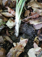 Arum cylindraceum